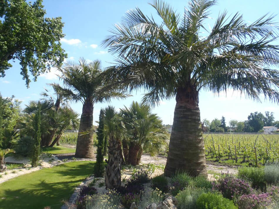 Aménagement plantes arbres et arbustes - pépinière La Palmeraie