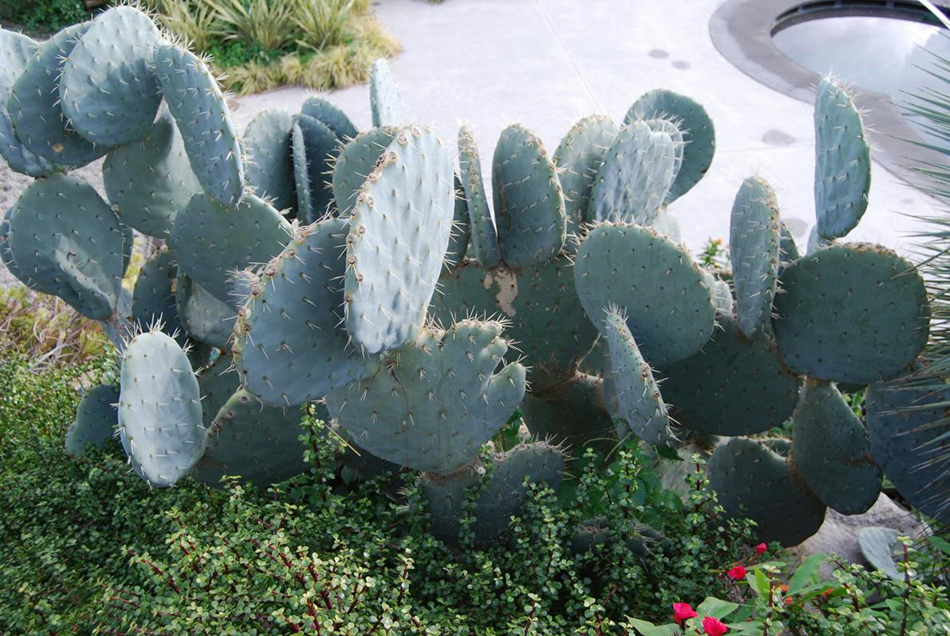 Vente de opuntia cactacées - Pépinière La Palmeraie de Mios sur le bassin d'arcachon