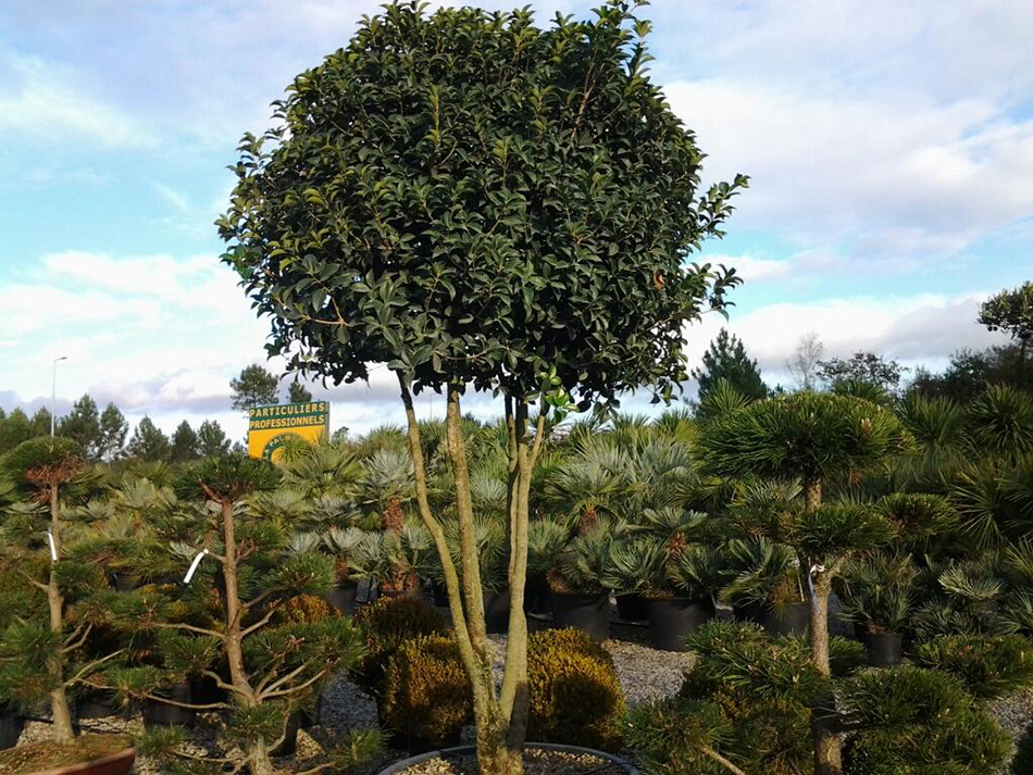 Vente de osmanthus - Pépinière La Palmeraie de Mios sur le bassin d'arcachon