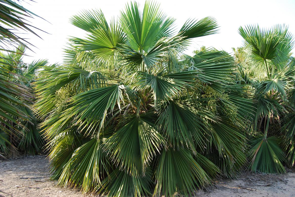 Vente de palmiers bhahea arecacées - Pépinière La Palmeraie sur le bassin d'arcachon