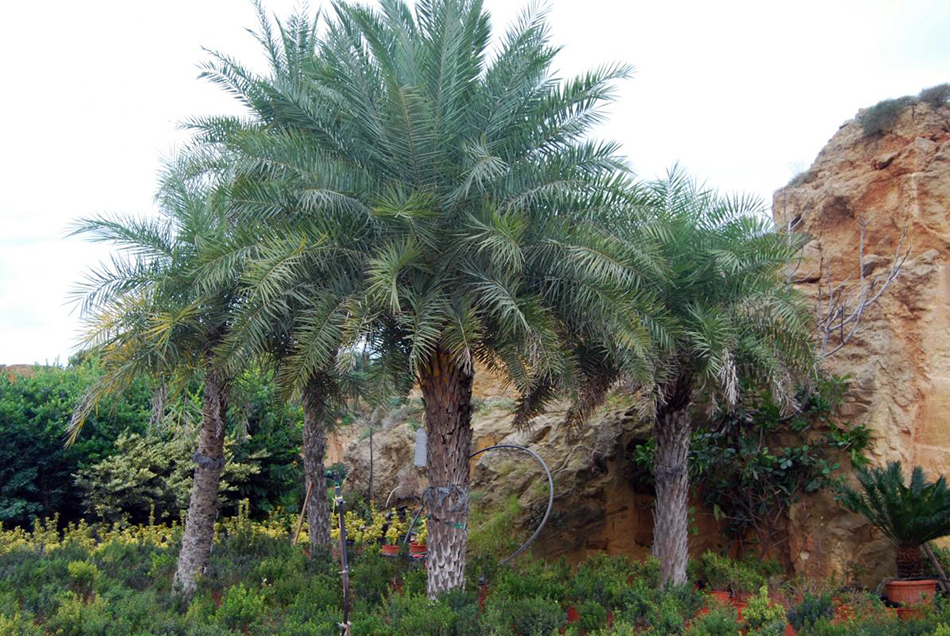 Vente de phoenix canariensisarecacées - Pépinière La Palmeraie de Mios sur le bassin d'arcachon