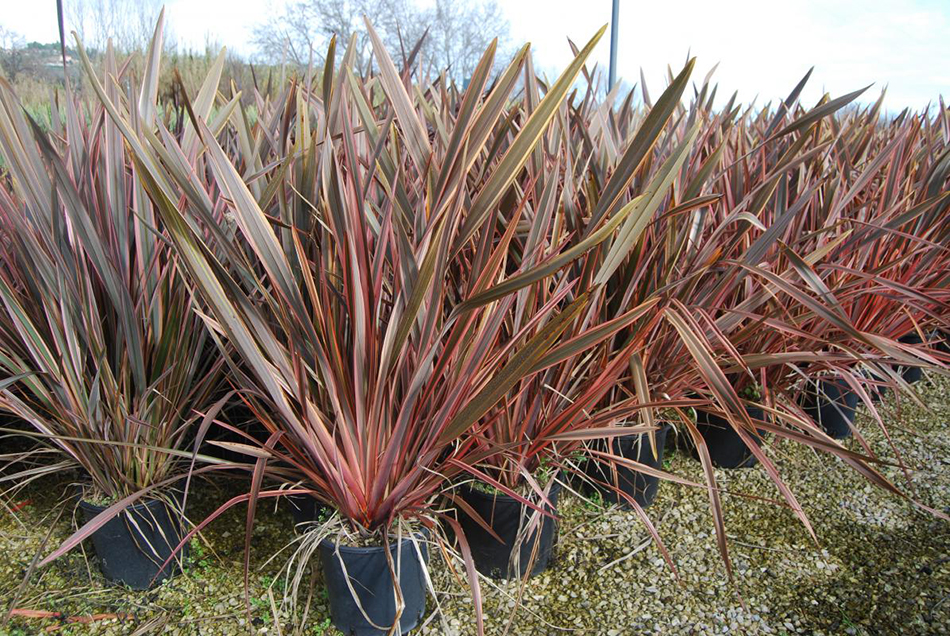 Vente de phomium agavacées - Pépinière La Palmeraie de Mios sur le bassin d'arcachon