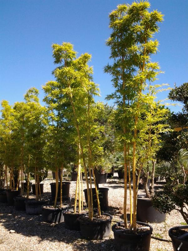 Vente de phyllostachys - Pépinière La Palmeraie de Mios sur le bassin d'arcachon