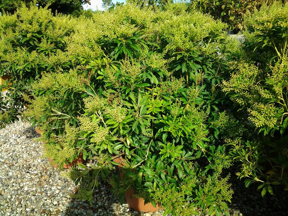 Vente de pieris - Pépinière La Palmeraie de Mios sur le bassin d'arcachon