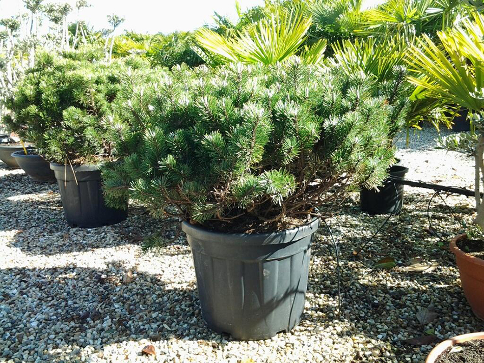 Vente de pinus pinacées - Pépinière La Palmeraie de Mios sur le bassin d'arcachon