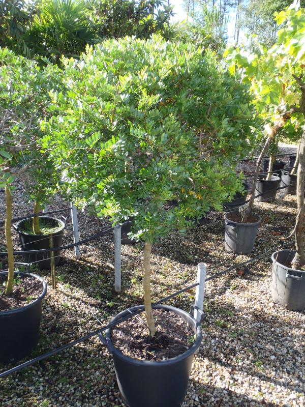 Vente de pistacia anarcadiacées - Pépinière La Palmeraie de Mios sur le bassin d'arcachon