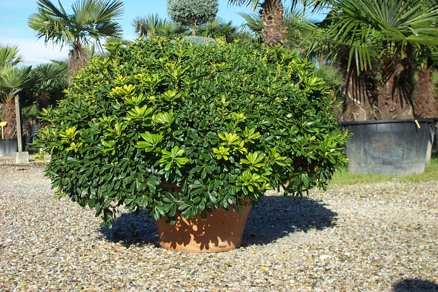 Vente de pittosporum pittosporacées - Pépinière La Palmeraie de Mios sur le bassin d'arcachon