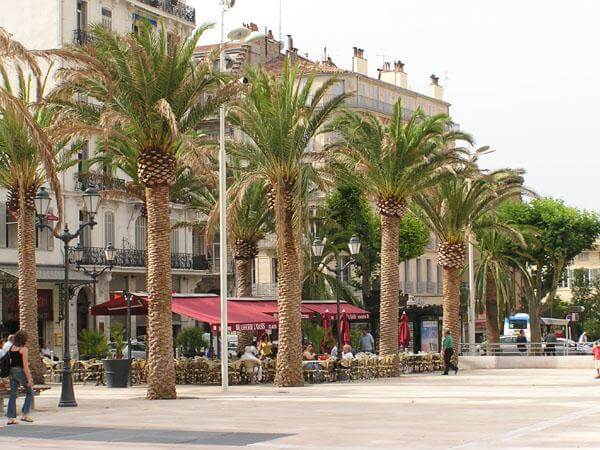 Aménagement palmiers mairie de Toulon - pépinière La Palmeraie