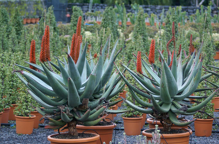 Vente plantes grasses pépinière La Palmeraie de Mios