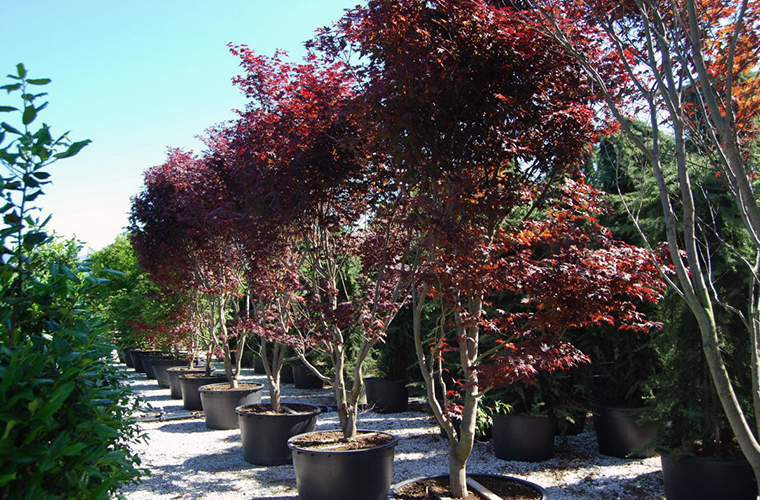 vente plantes de terre de bruyere pépinière La Palmeraie