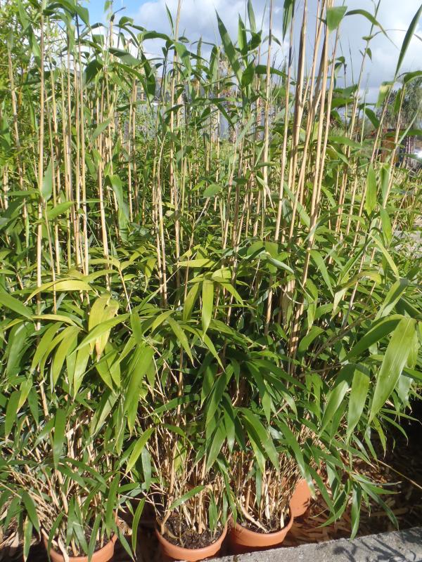 Vente de pseudosasa - Pépinière La Palmeraie de Mios sur le bassin d'arcachon