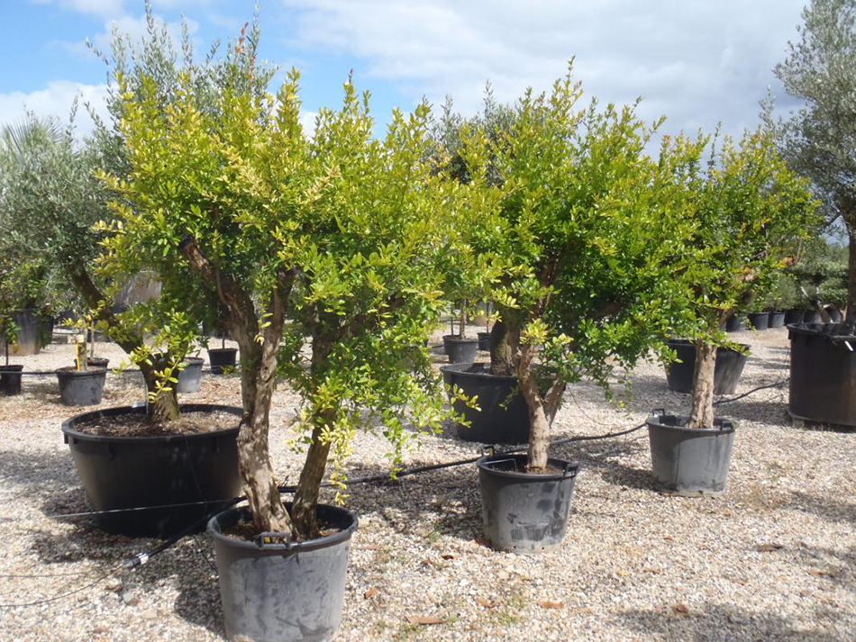 Vente de punica granatum lythracées - Pépinière La Palmeraie sur le bassin d'arcachon