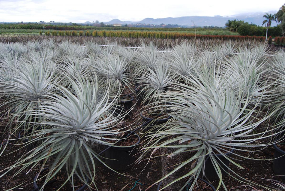 Vente de puya coerculea bromeliacées - Pépinière La Palmeraie de Mios sur le bassin d'arcachon