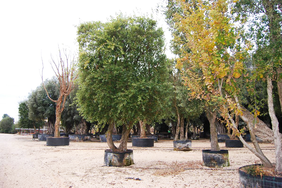 Vente de quercus fagacées - Pépinière La Palmeraie de Mios sur le bassin d'arcachon