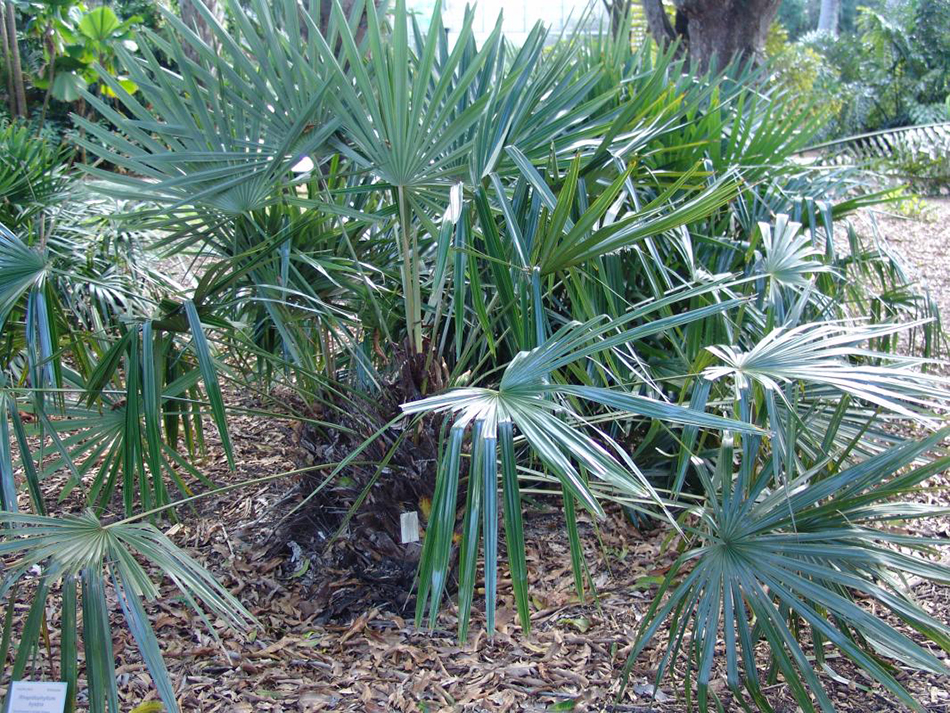 Vente de rhapidophyllum arecacées - Pépinière La Palmeraie de Mios sur le bassin d'arcachon