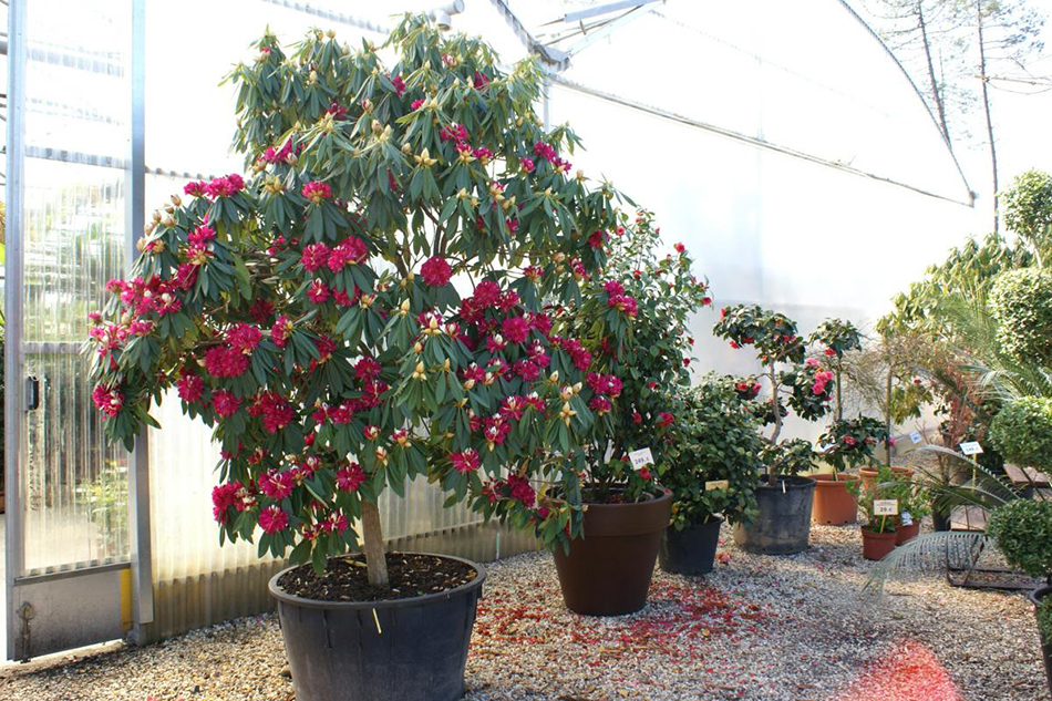 Vente de rhododendron - Pépinière La Palmeraie de Mios sur le bassin d'arcachon