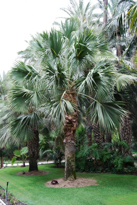 Vente de sabal arecacées - Pépinière La Palmeraie de Mios sur le bassin d'arcachon