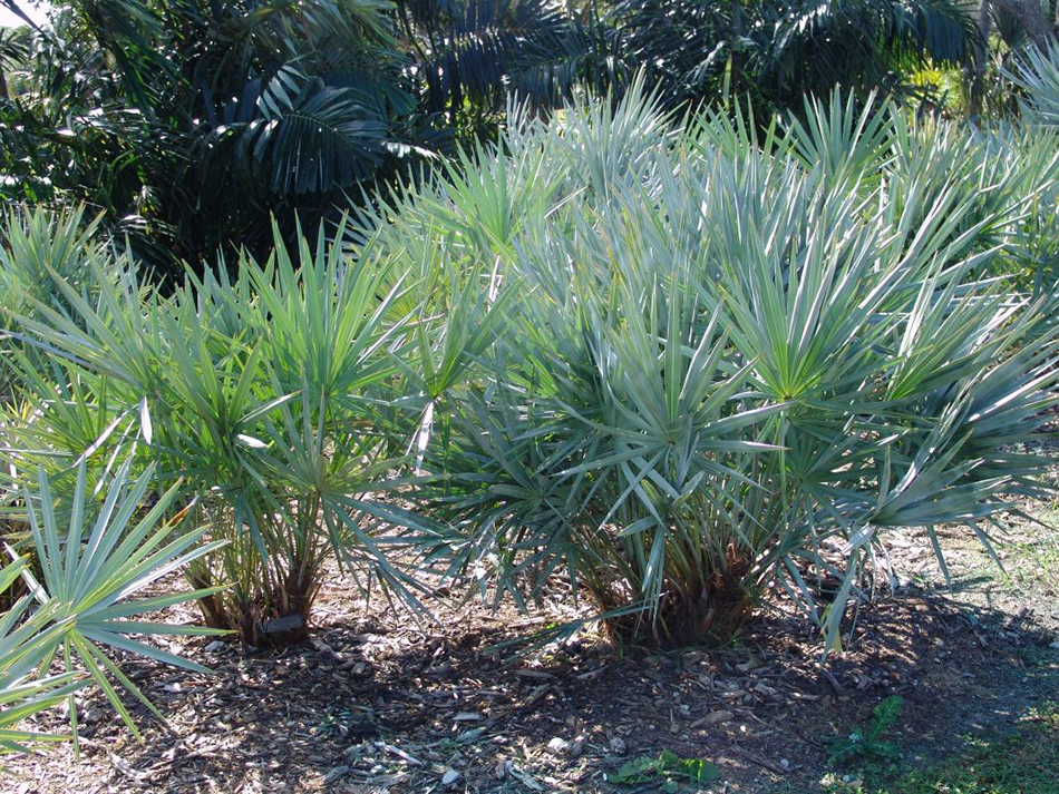 Vente de serenoa arecacées - Pépinière La Palmeraie de Mios sur le bassin d'arcachon