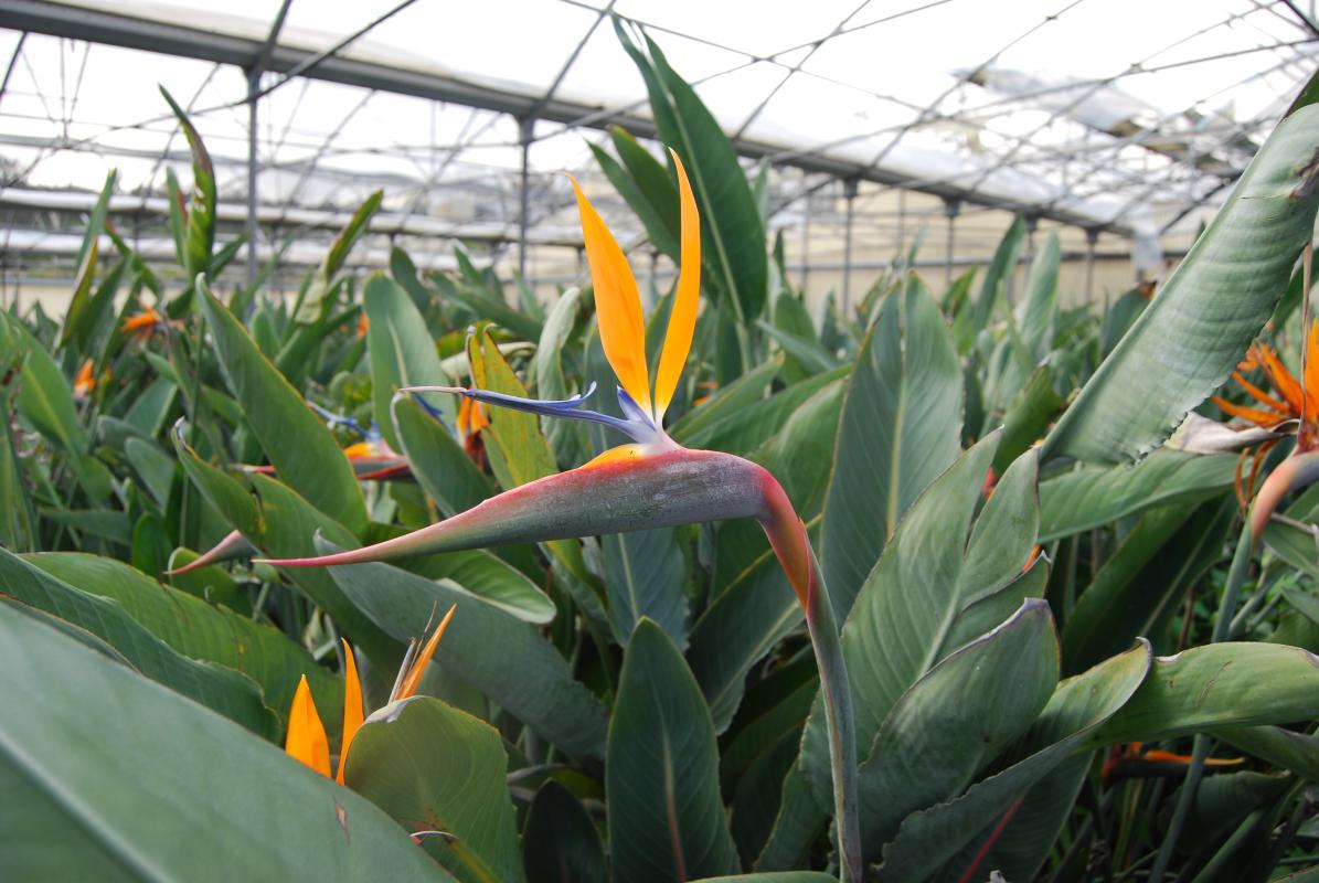 Vente de strelitzia musacees - Pépinière La Palmeraie de Mios sur le bassin d'arcachon