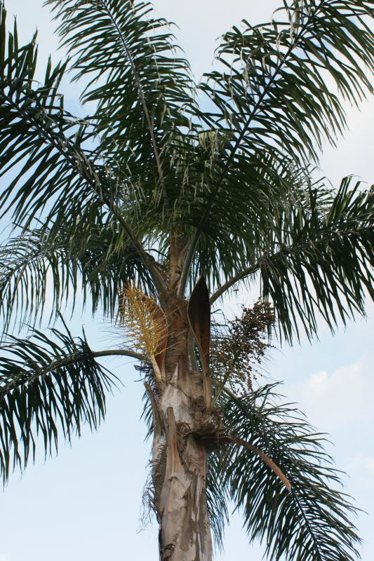 Vente de syagrus arecacees - Pépinière La Palmeraie de Mios sur le bassin d'arcachon