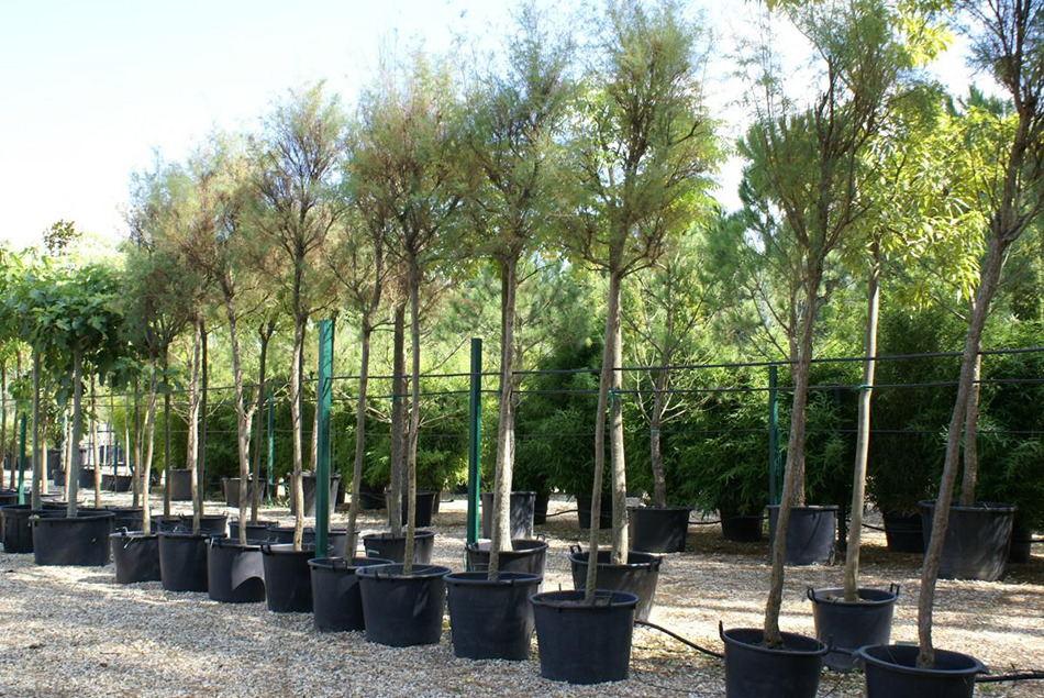 Vente de tamarix tamaricacées - Pépinière La Palmeraie de Mios sur le bassin d'arcachon