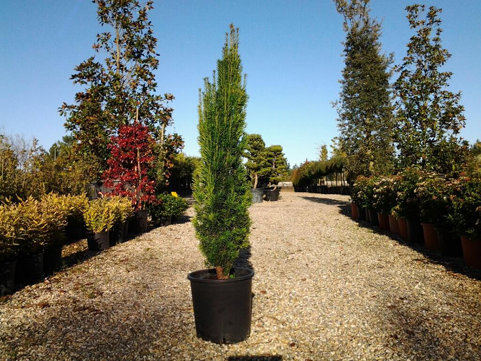 Vente de cées - Pépinière La Palmeraie de Mios sur le bassin d'arcachon