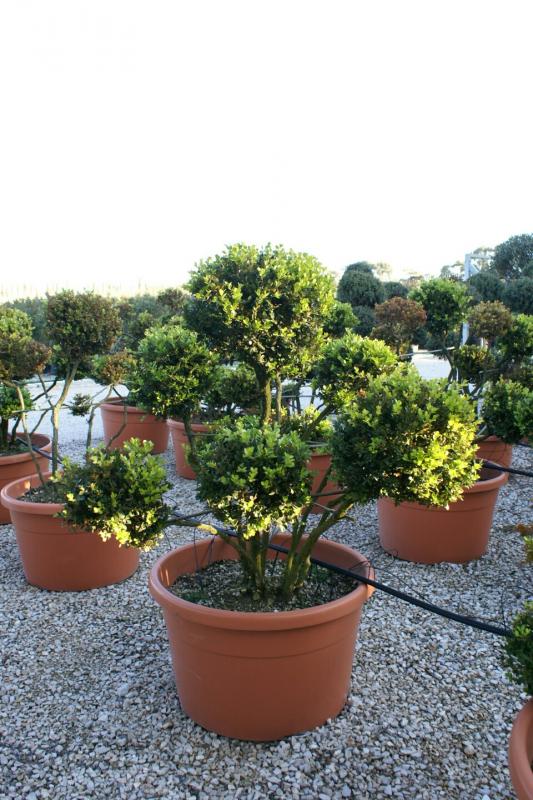 Vente de topiaires - Pépinière La Palmeraie de Mios sur le bassin d'arcachon