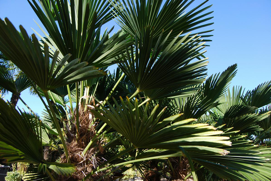 Vente de trachycarpus arecaées - Pépinière La Palmeraie de Mios sur le bassin d'arcachon