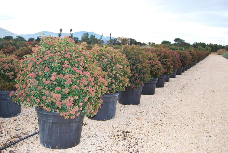 Vente de viburnum - Pépinière La Palmeraie de Mios sur le bassin d'arcachon