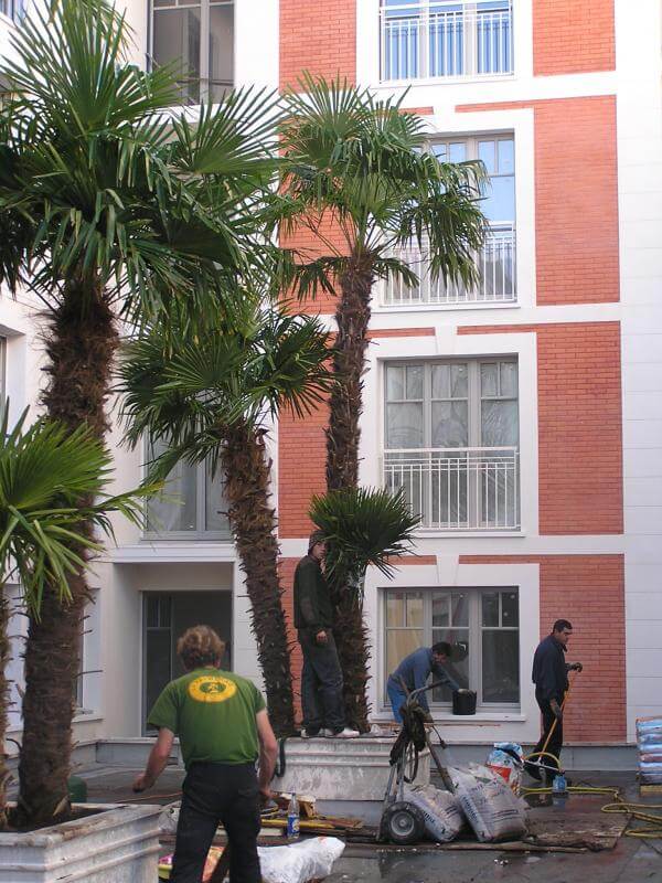 Aménagement palmiers Ville d’été Arcachon – La Palmeraie