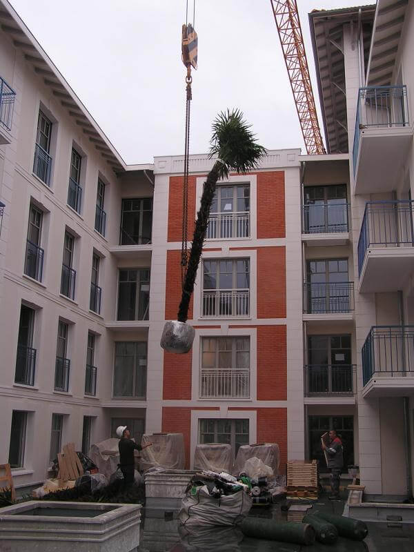 Aménagement palmiers Ville d’été Arcachon – La Palmeraie