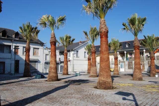 Aménagement washingtonia filifera mairie de Tarbes - pépinière La Palmeraie