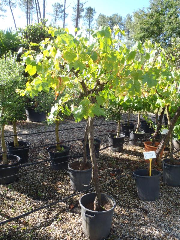 Vente de vitus vitacées - Pépinière La Palmeraie de Mios sur le bassin d'arcachon