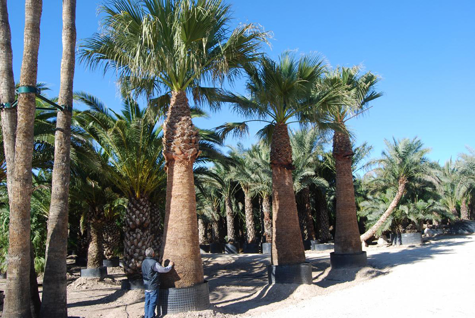 Vente de washingtonia arecacées - Pépinière La Palmeraie de Mios sur le bassin d'arcachon