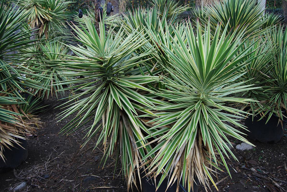 Vente de yucca agavacées - Pépinière La Palmeraie de Mios sur le bassin d'arcachon